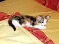caramel 06-04 027